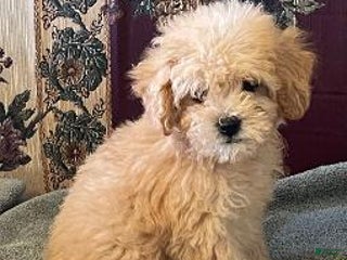 Toy Poodle dogs Winter - Ad 15