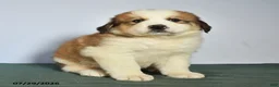 Mixed Breed dogs for sale: Charlie - Ad 2