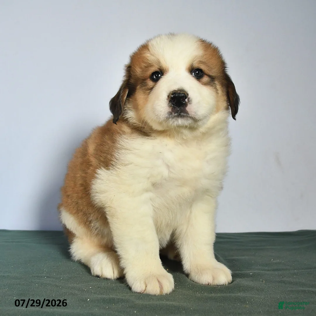 Mixed Breed dogs for sale: Charlie - Ad 2