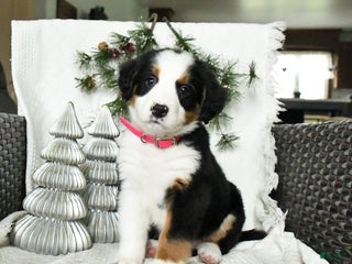 Bernedoodle dogs Daisy - Ad 37