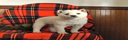 Shiba Inu dogs for sale: Candy Cane - Ad 1