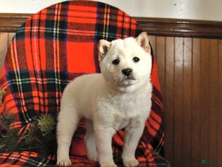 Shiba Inu dogs Candy Cane - Ad 39