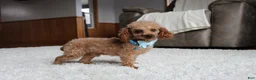 Bichpoo dogs for sale: Sasha - Ad 7