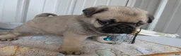 Pug dogs for sale: Pug Puppy 4 Petunia - Ad 2