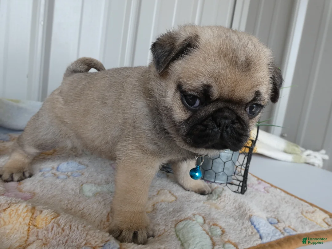 Pug dogs for sale: Pug Puppy 4 Petunia - Ad 2