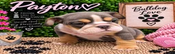 English Bulldog dogs for sale: Payton - Ad 4