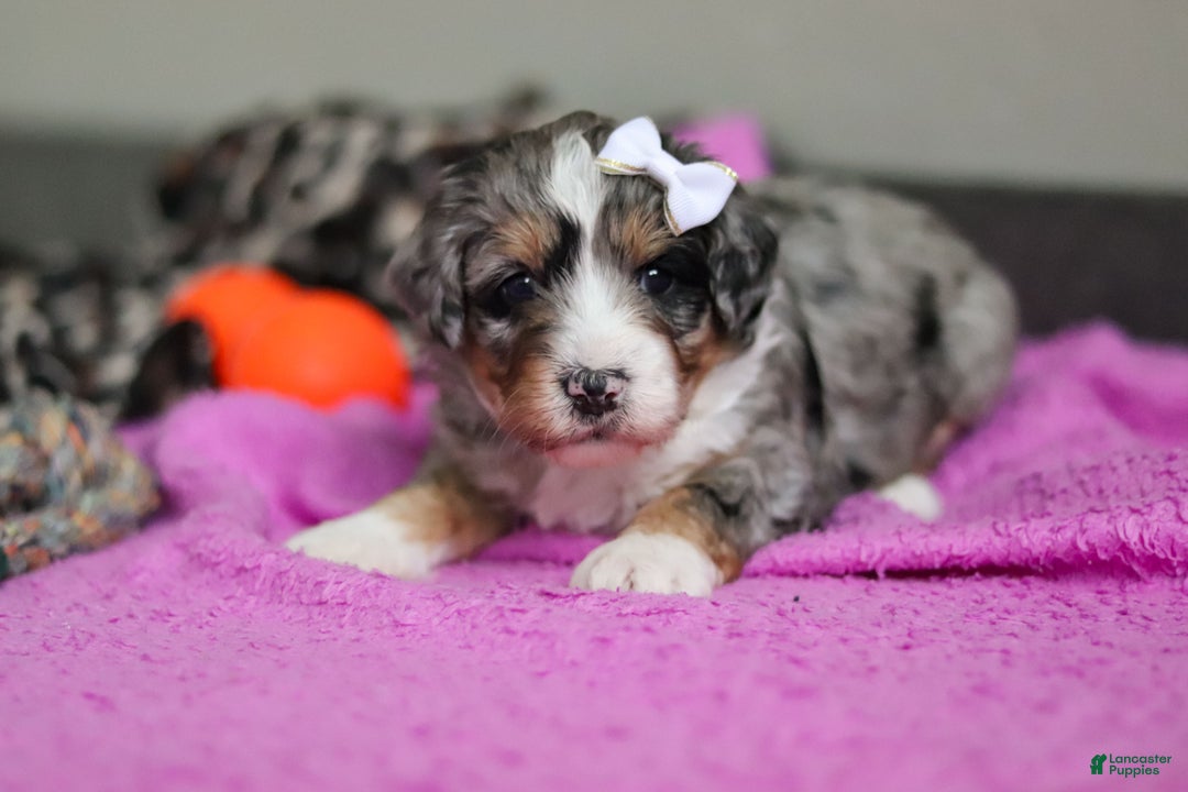 Mini Bernedoodle dogs for sale: Jewel - Ad 4