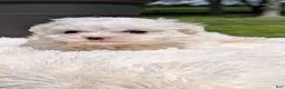 Maltese dogs for sale: Mason - Ad 10