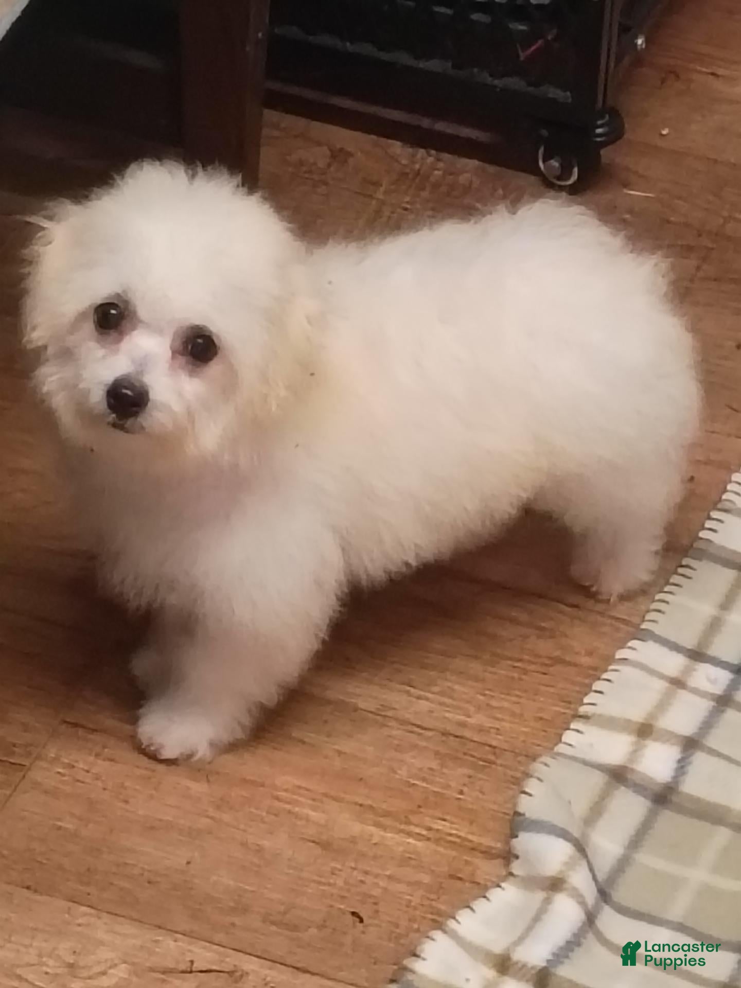 Bichon Frise dogs for sale: Snow  - Ad 1