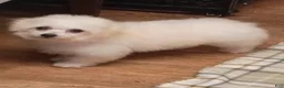 Bichon Frise dogs for sale: Snow  - Ad 1