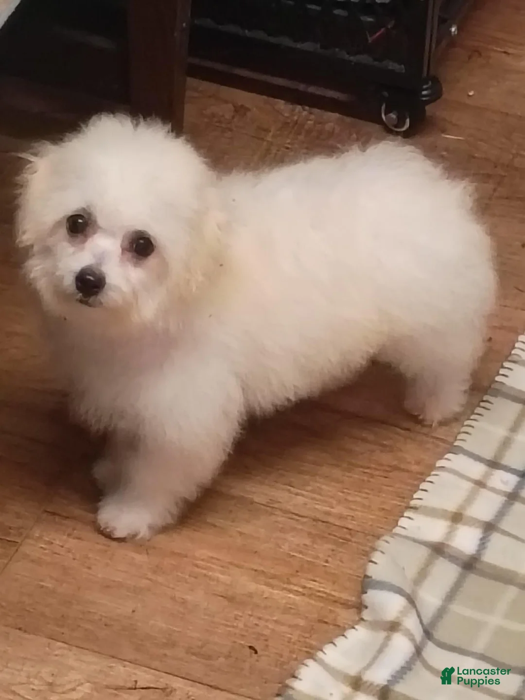 Bichon Frise dogs for sale: Snow  - Ad 1