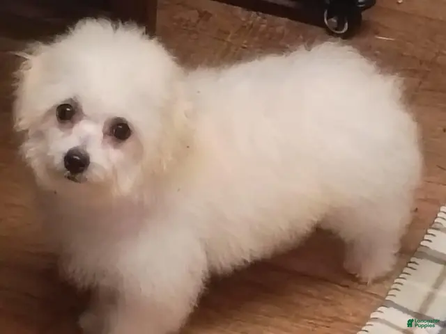 Bichon Frise dogs for sale: Snow - Ad 1