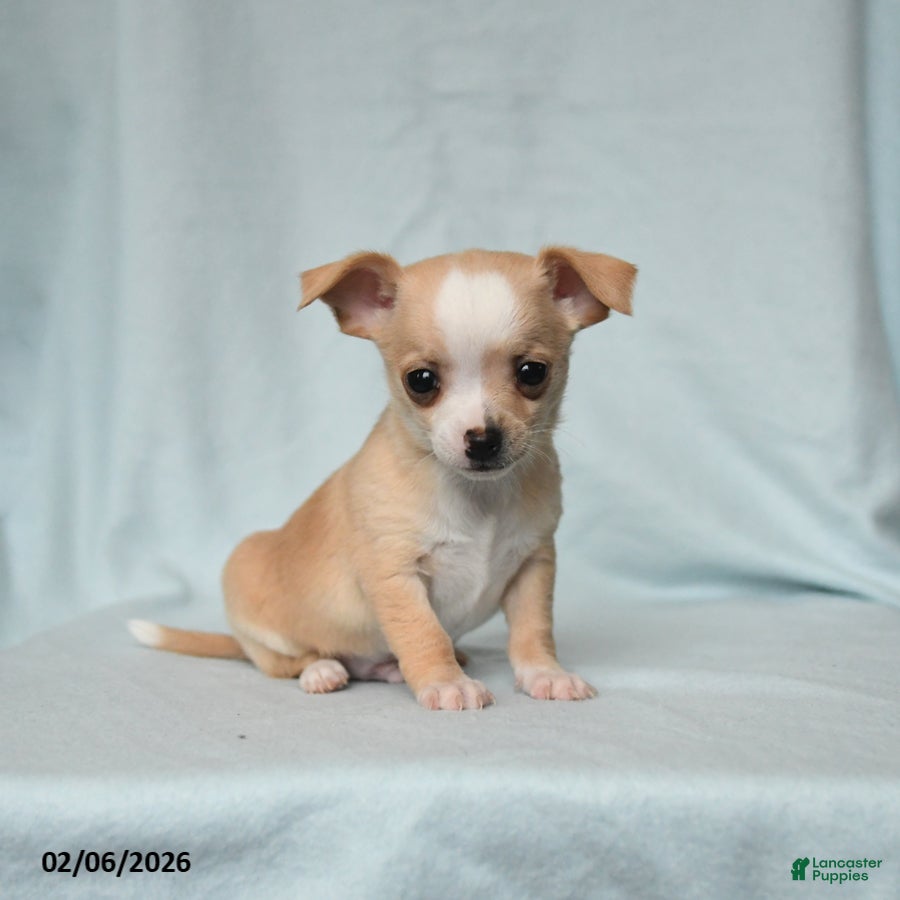 Chihuahua dogs Tucker - Ad 34