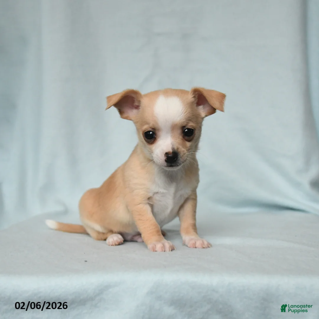 Chihuahua dogs for sale: Tucker - Ad 1