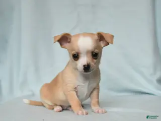 Chihuahua dogs Tucker - Ad 34