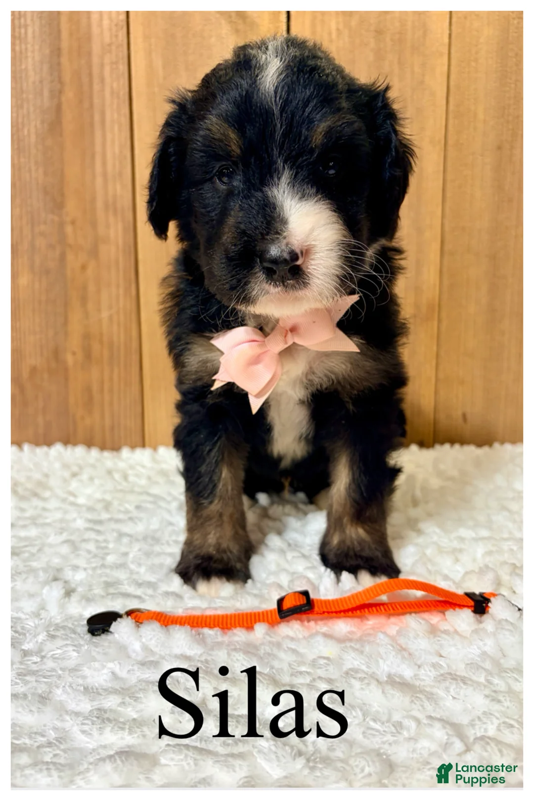 Bernedoodle dogs for sale: Silas- Standard F1 - Ad 1