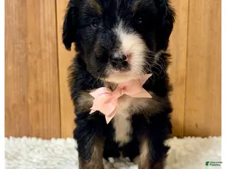 Bernedoodle dogs Silas- Standard F1 - Ad 41
