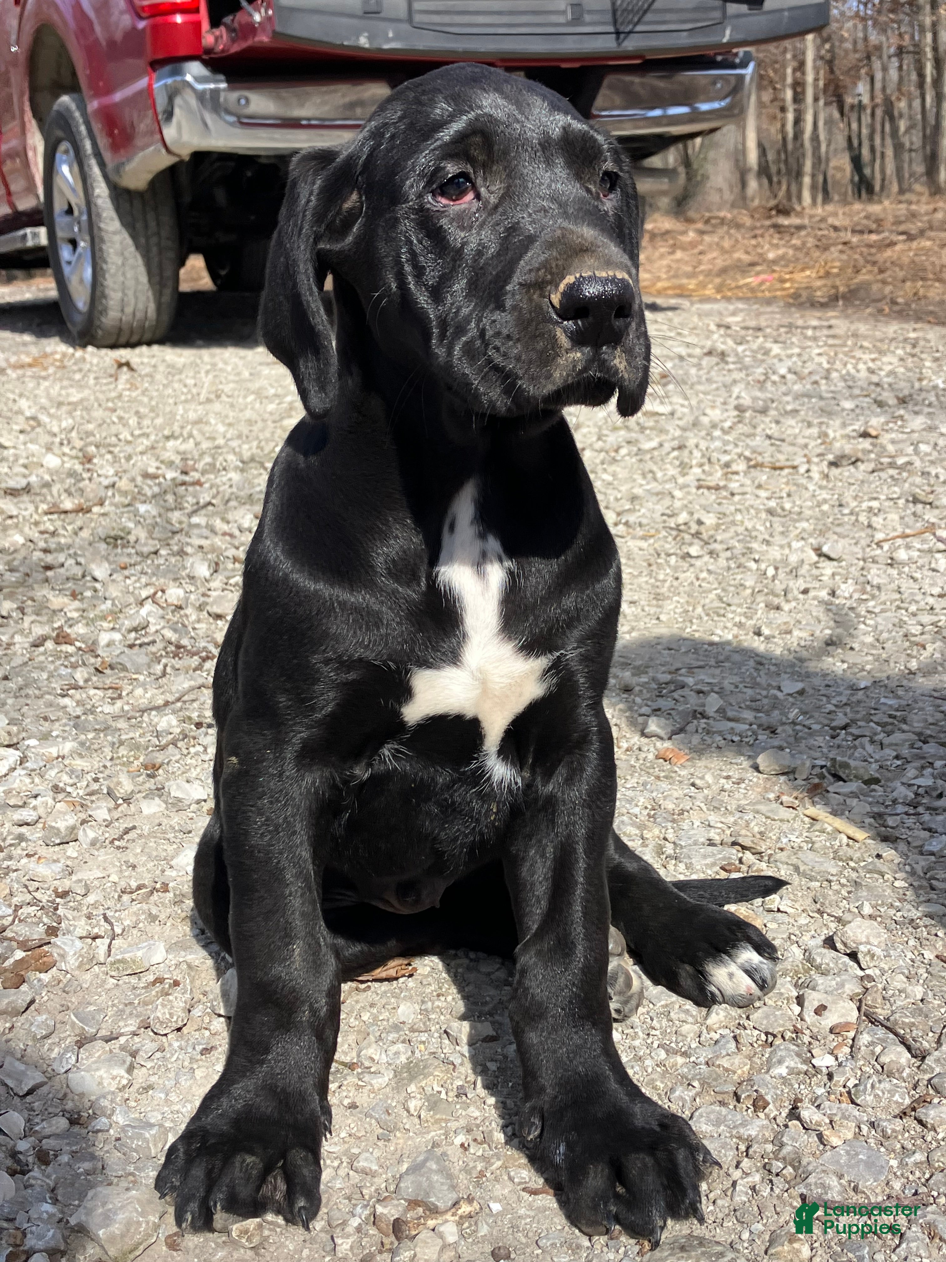 Great Dane dogs Joe - Ad 33