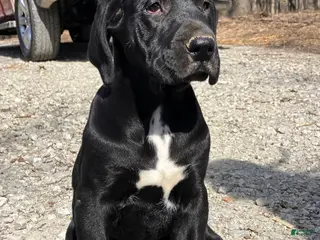 Great Dane dogs Joe - Ad 33