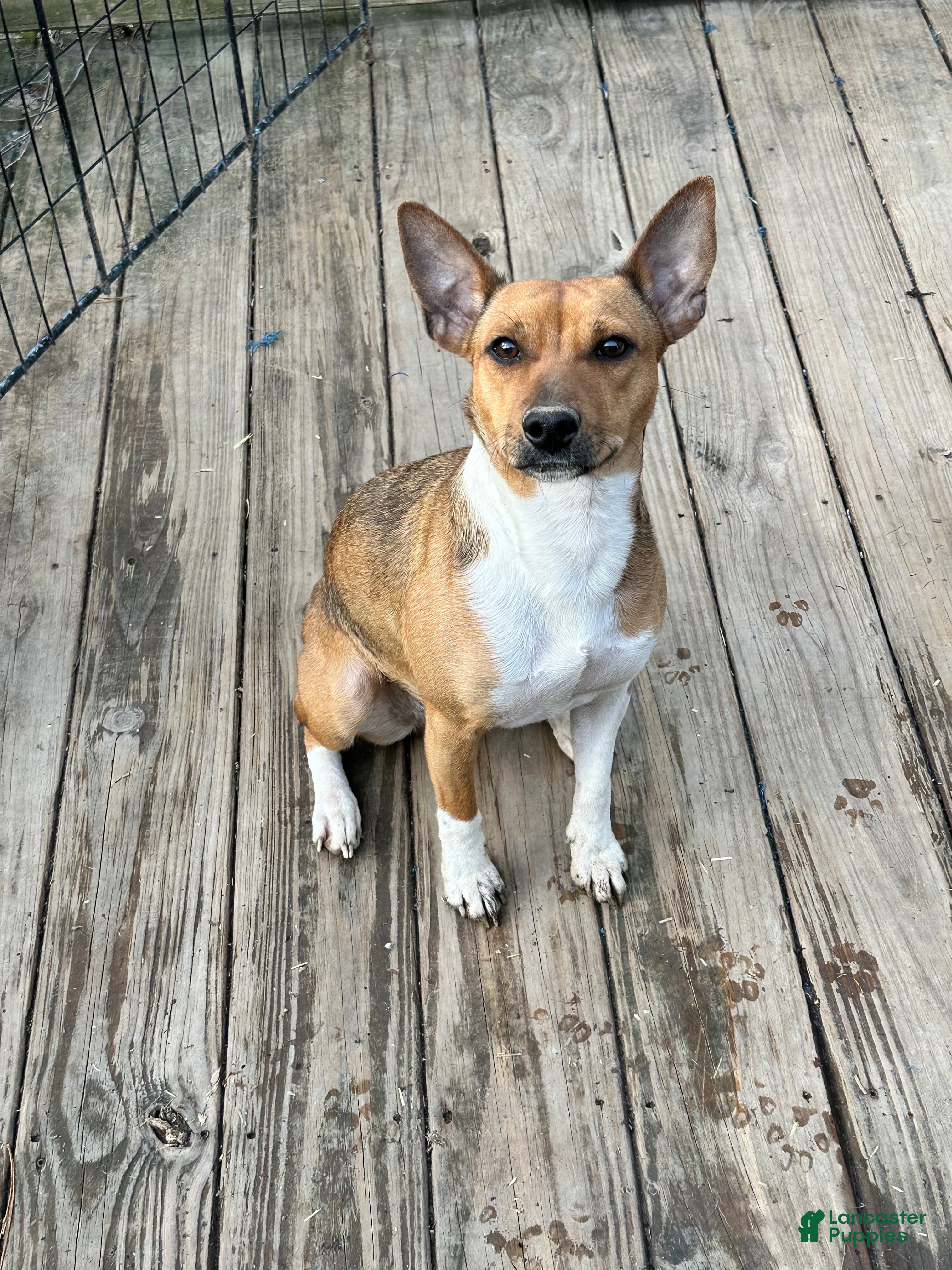 Rat Terrier dogs NATALIE - Ad 2