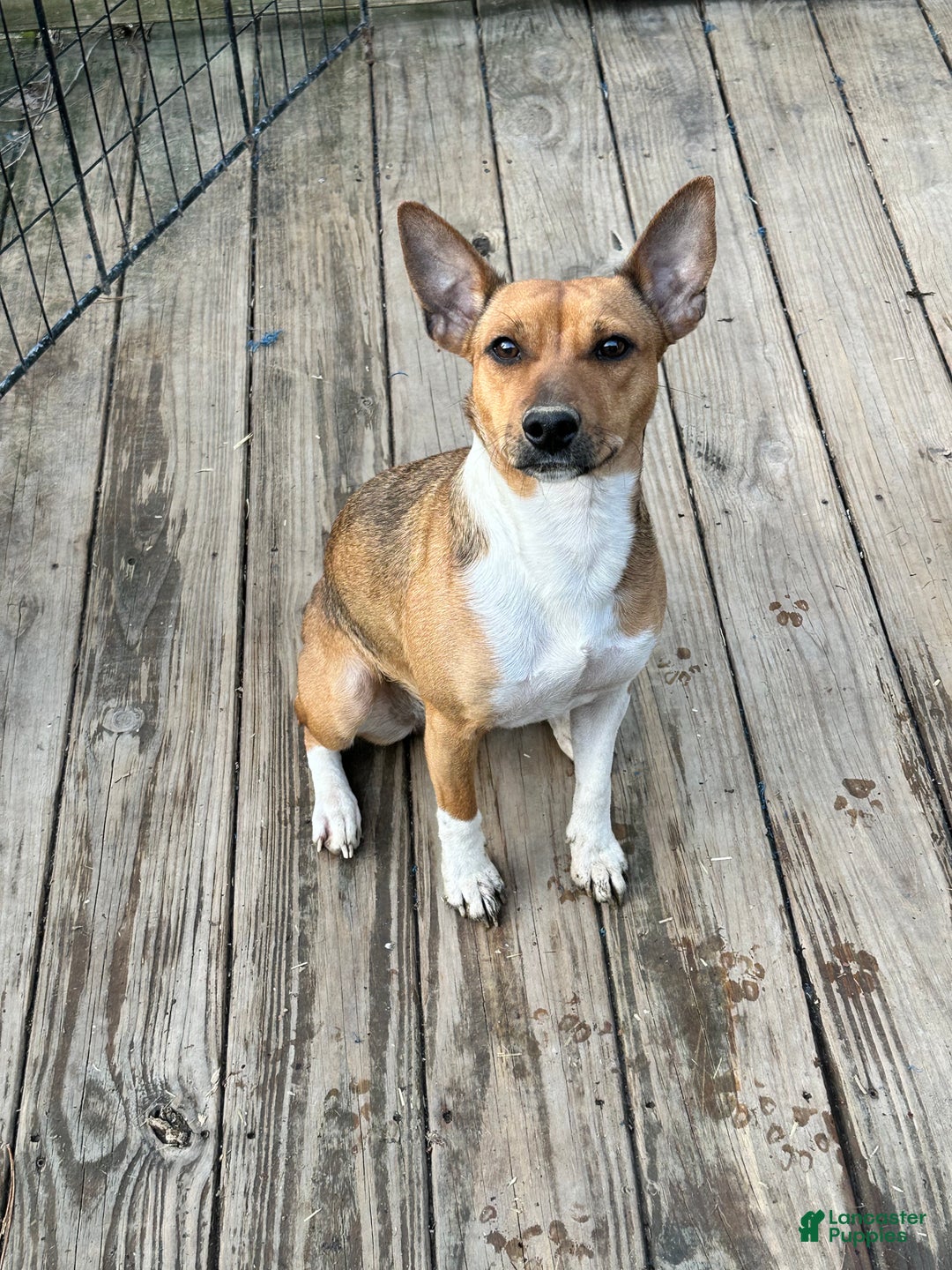 Rat Terrier dogs for sale: NATALIE - Ad 1