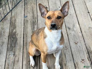 Rat Terrier dogs NATALIE - Ad 8