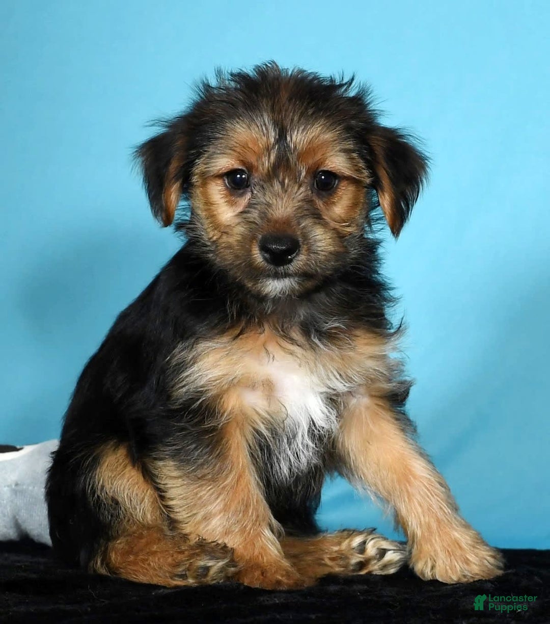 Yorkshire Terrier Border Collie Rehome Near Me Joey For Sale In
