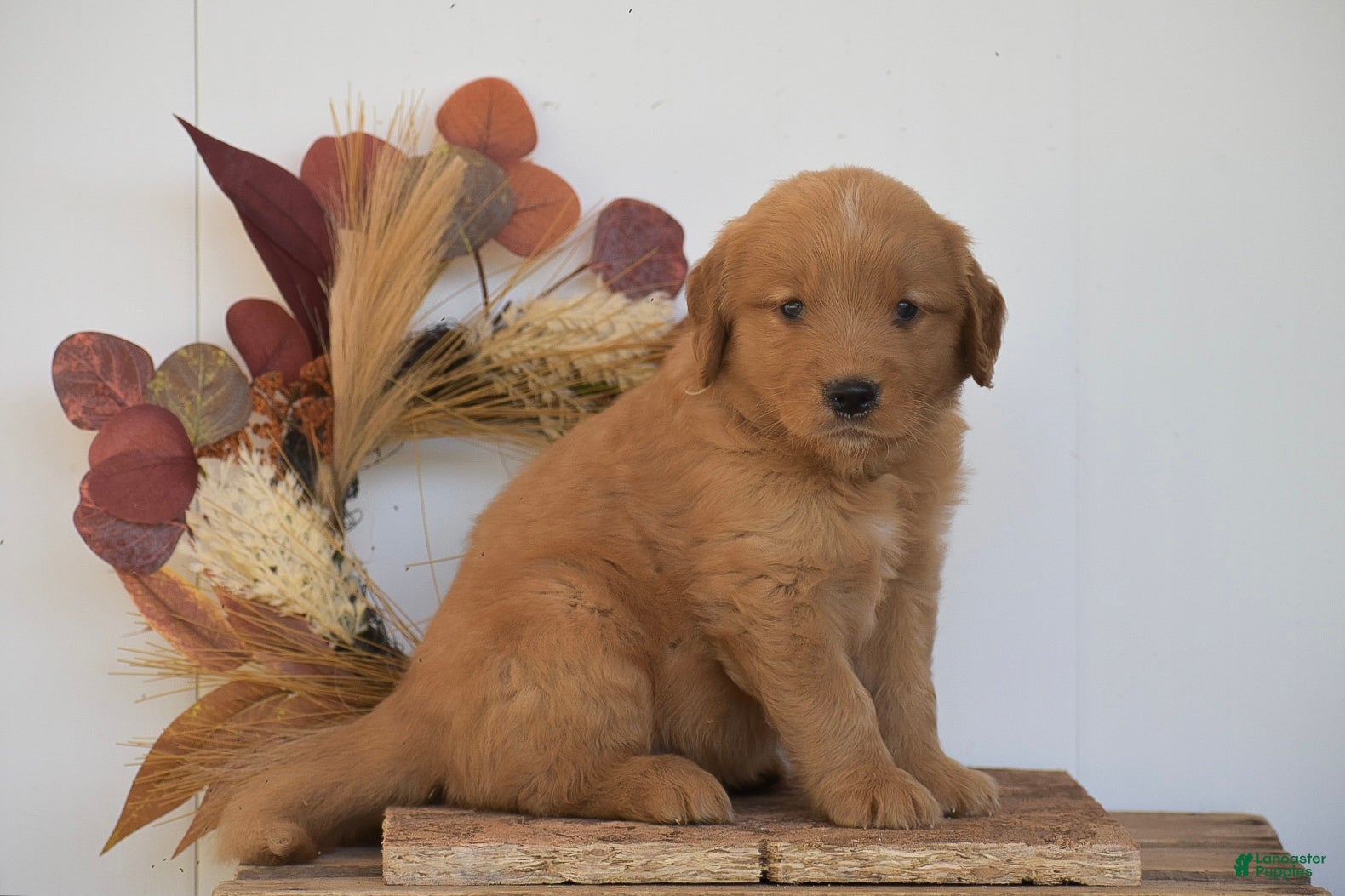 Golden Retriever dogs Kobe - Ad 2