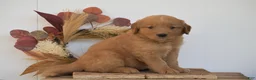 Golden Retriever dogs for sale: Kobe - Ad 2