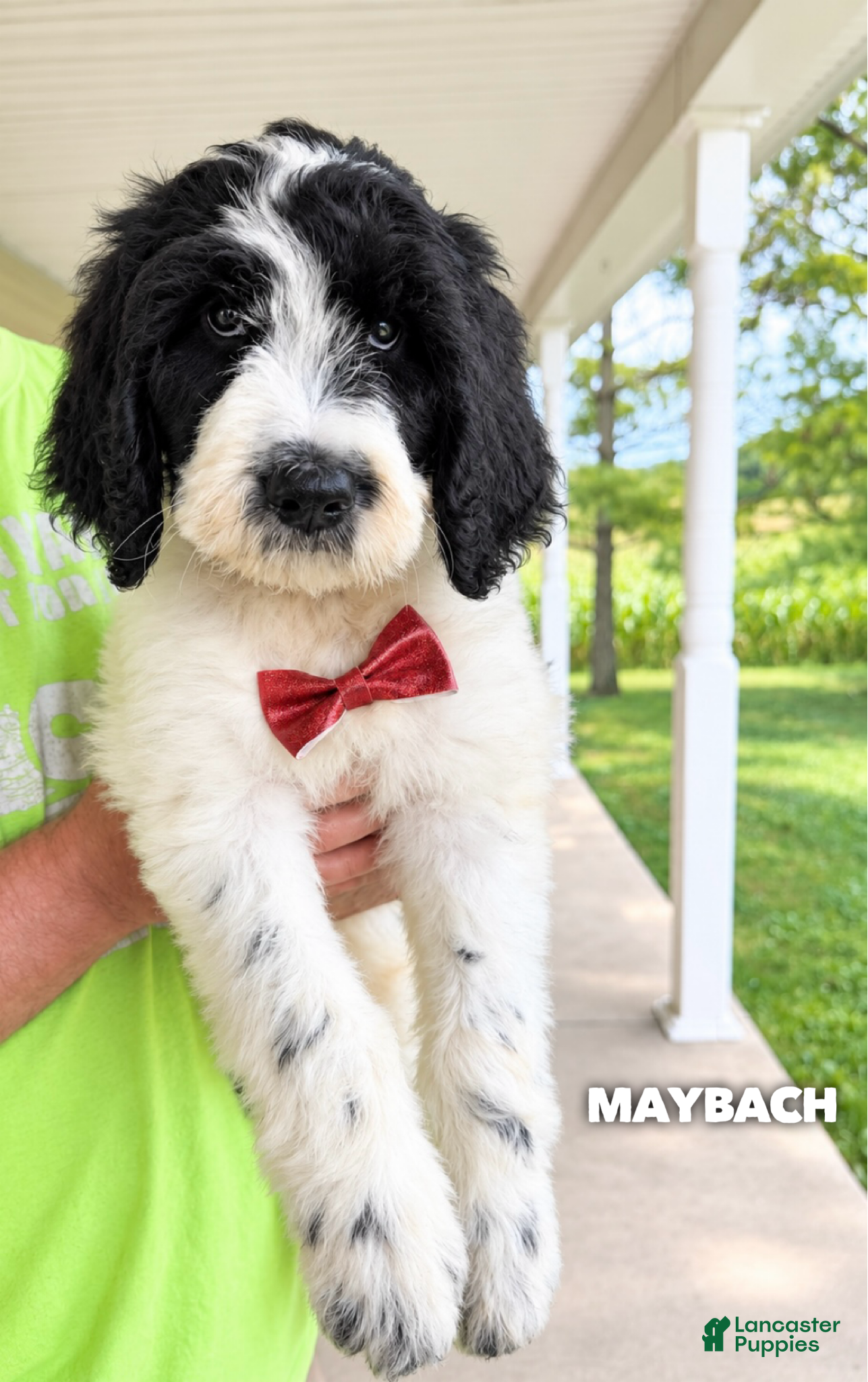 Goldendoodle dogs Maybach - Standard F1b - Ad 32