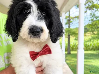 Goldendoodle dogs Maybach - Standard F1b - Ad 35