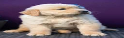 Golden Retriever dogs for sale: Sawyer - Ad 8