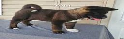 Akita dogs for sale: Nola - Ad 1