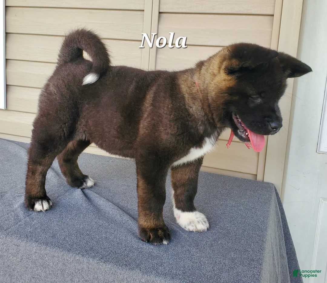 Akita dogs for sale: Nola - Ad 1