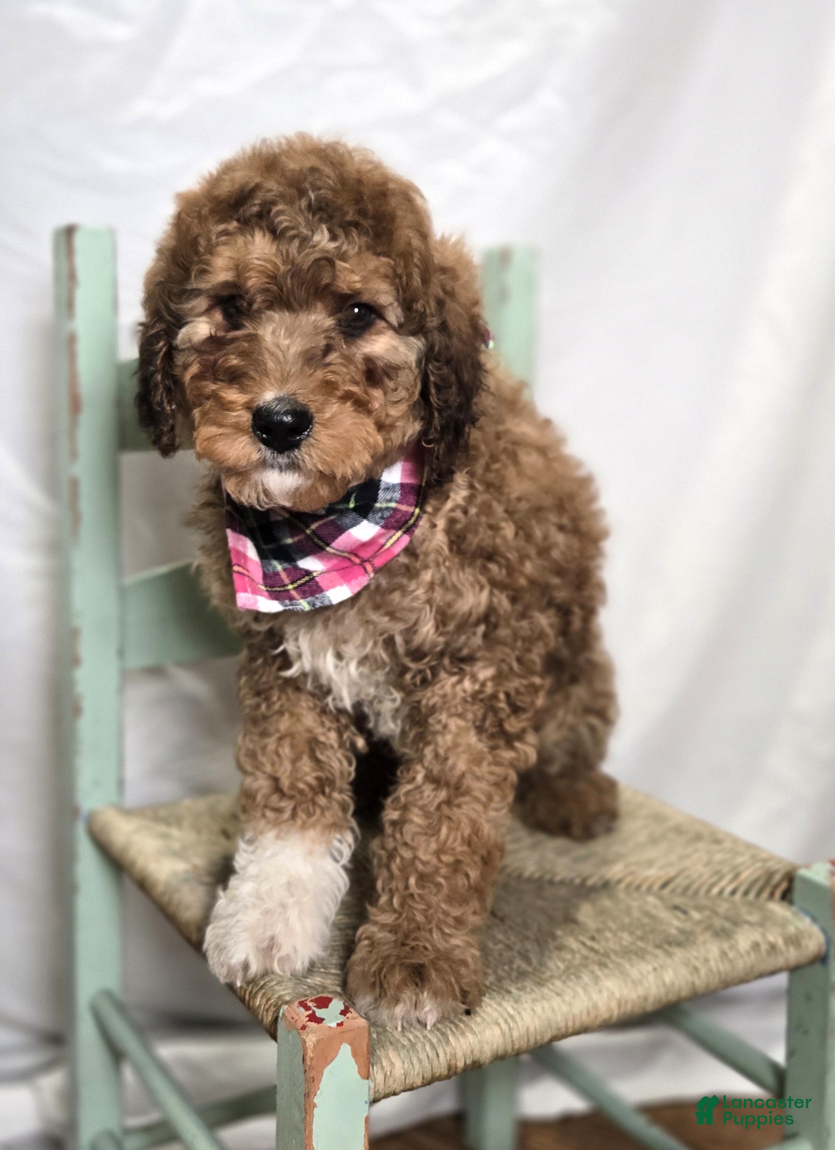 Bernedoodle dogs Kassie - Ad 2