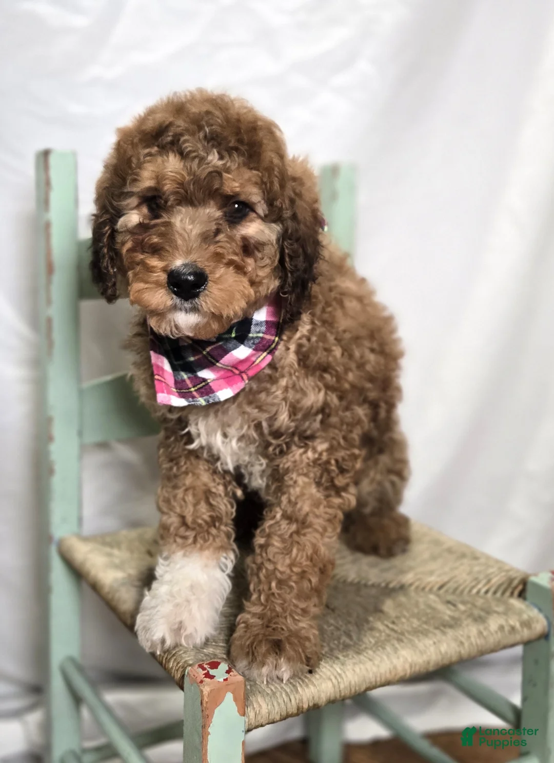 Bernedoodle dogs for sale: Kassie - Ad 2