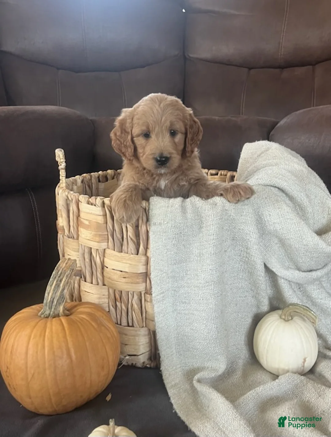 Mini Goldendoodle dogs for sale: Buster - Ad 2