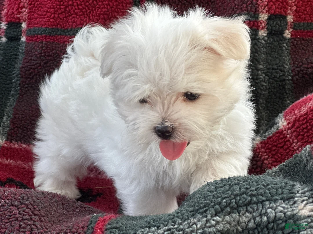 Maltese dogs for sale: APRI Maltese Ziggy - Ad 3