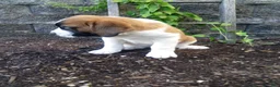 Saint Bernard dogs for sale: Cody - Ad 3