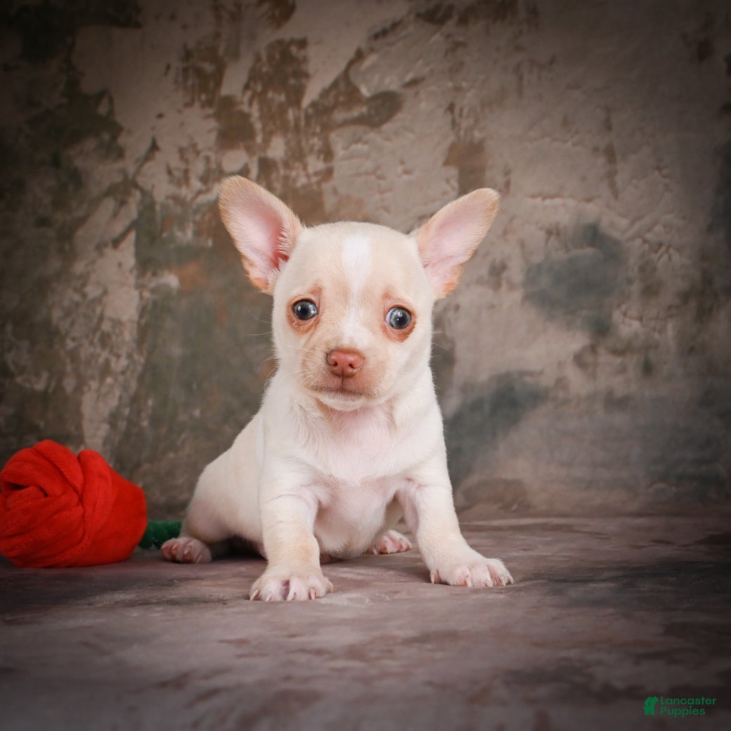 Chihuahua dogs for sale: Jackson - Ad 5