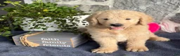 Goldendoodle dogs for sale: Nash - Ad 6