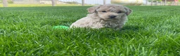 Miniature Poodle dogs for sale: Amos Miniature Poodle Puppy  - Ad 9