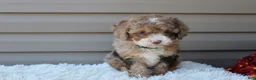 Cavapoo dogs for sale: Racer - Ad 4