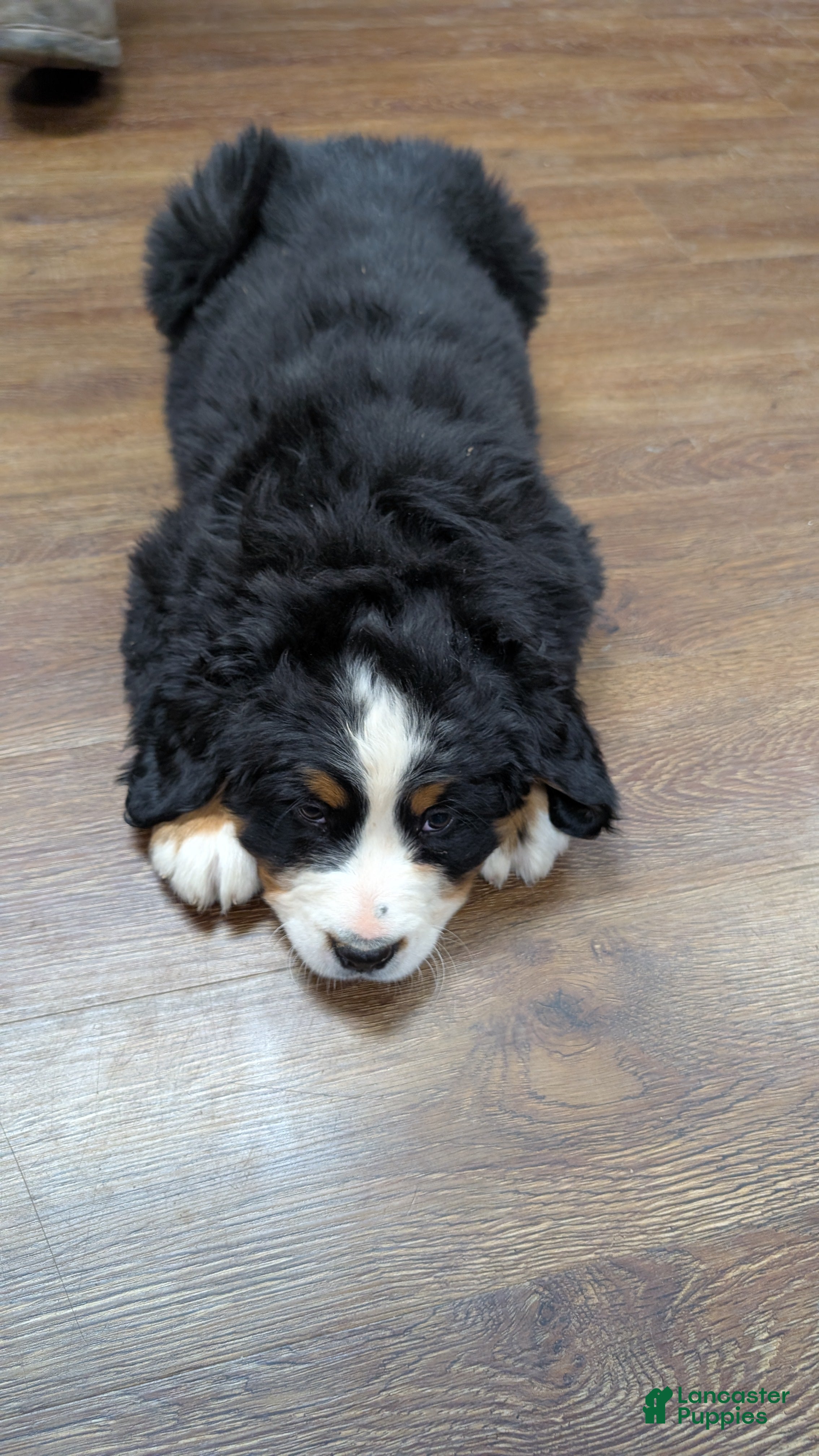 Bernese Mountain Dog dogs Anastasia  - Ad 34