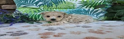 Maltipoo dogs for sale: Ranger - Ad 4