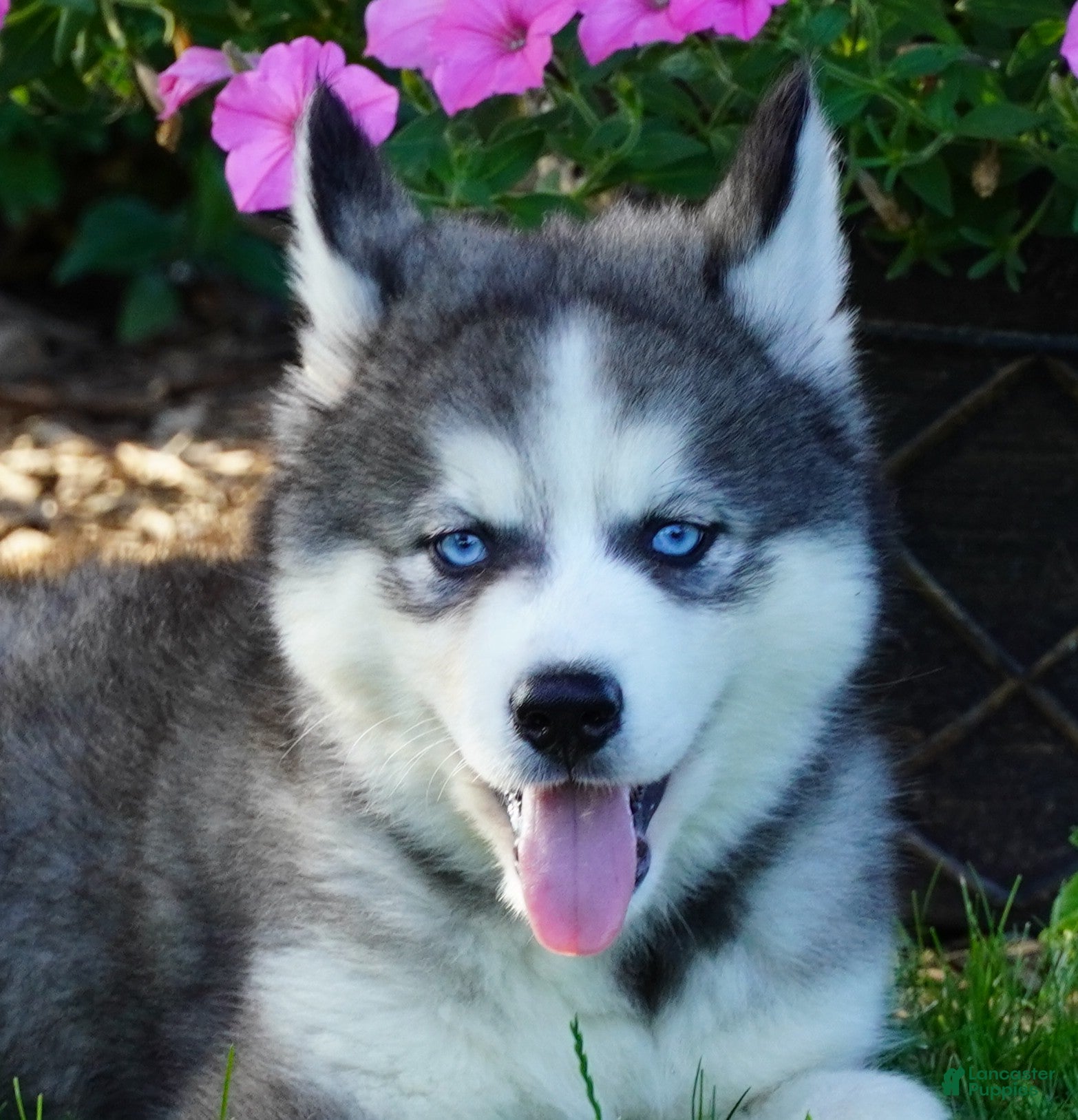 Siberian Husky dogs CACTUS - Ad 1