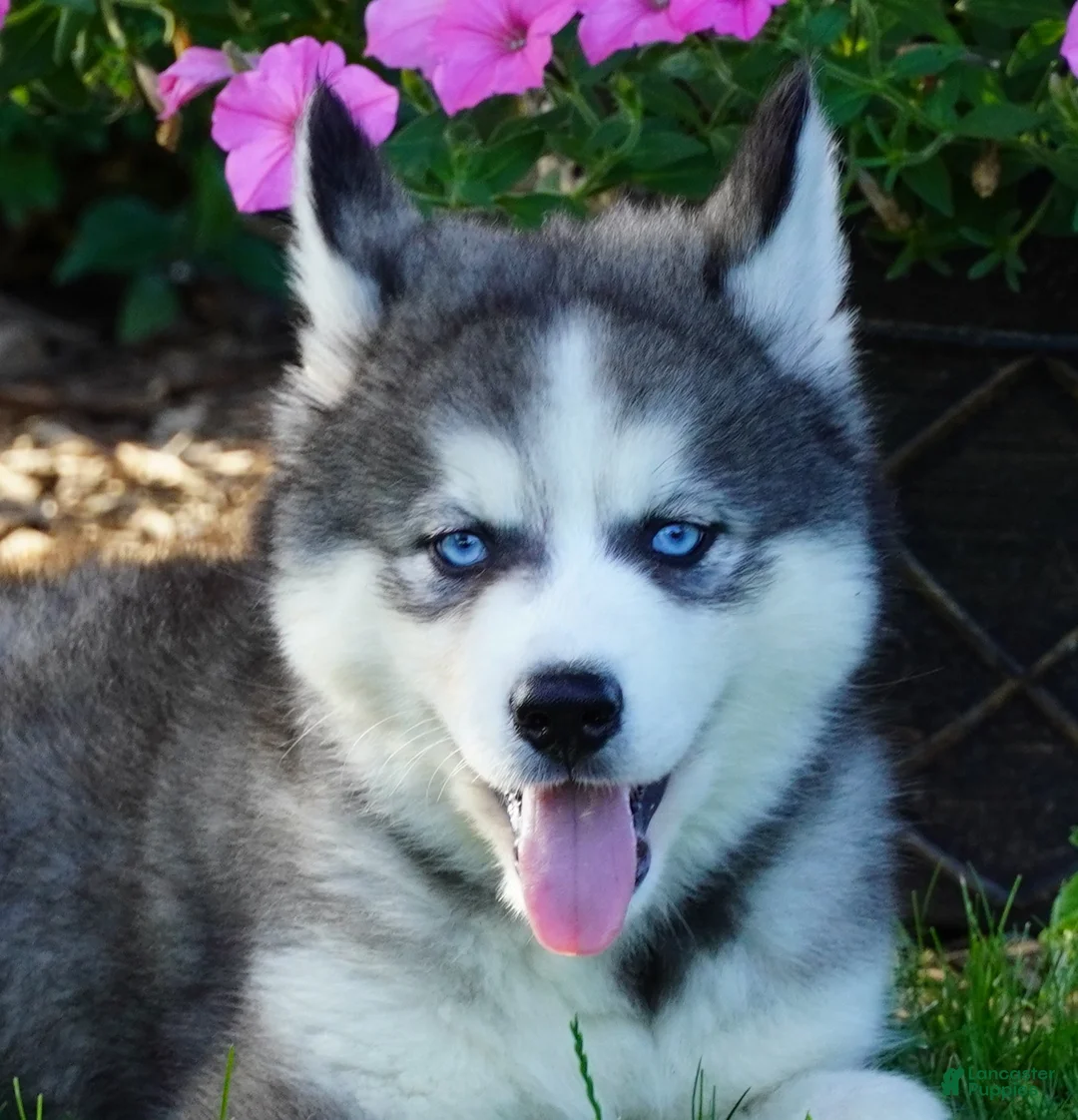Siberian Husky dogs for sale: CACTUS - Ad 1