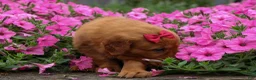 Golden Retriever dogs for sale: Quinny 🐾  - Ad 20