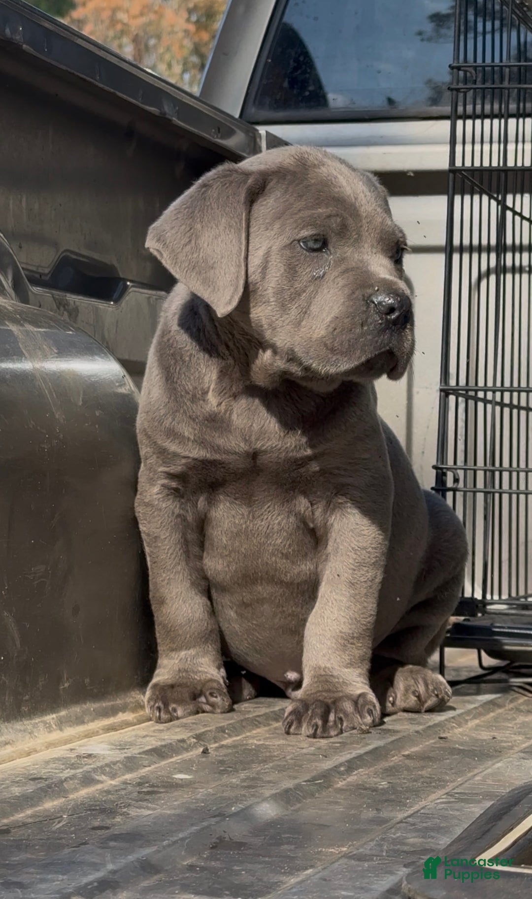 Cane Corso dogs for sale: Cane Corso Puppy 2 - Ad 1