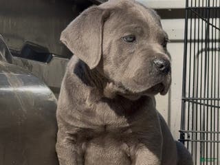 Cane Corso dogs Cane Corso Puppy 2 - Ad 17